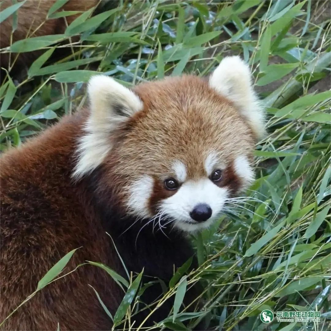 云南野生动物园