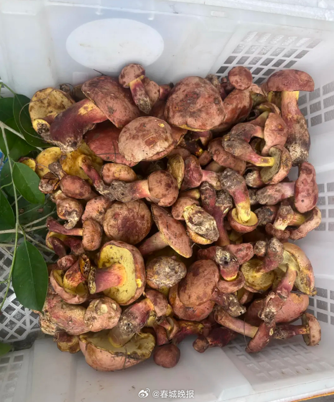 “吃菌季”到来！昆明木水花市场单日上市近1吨野生菌，价格……