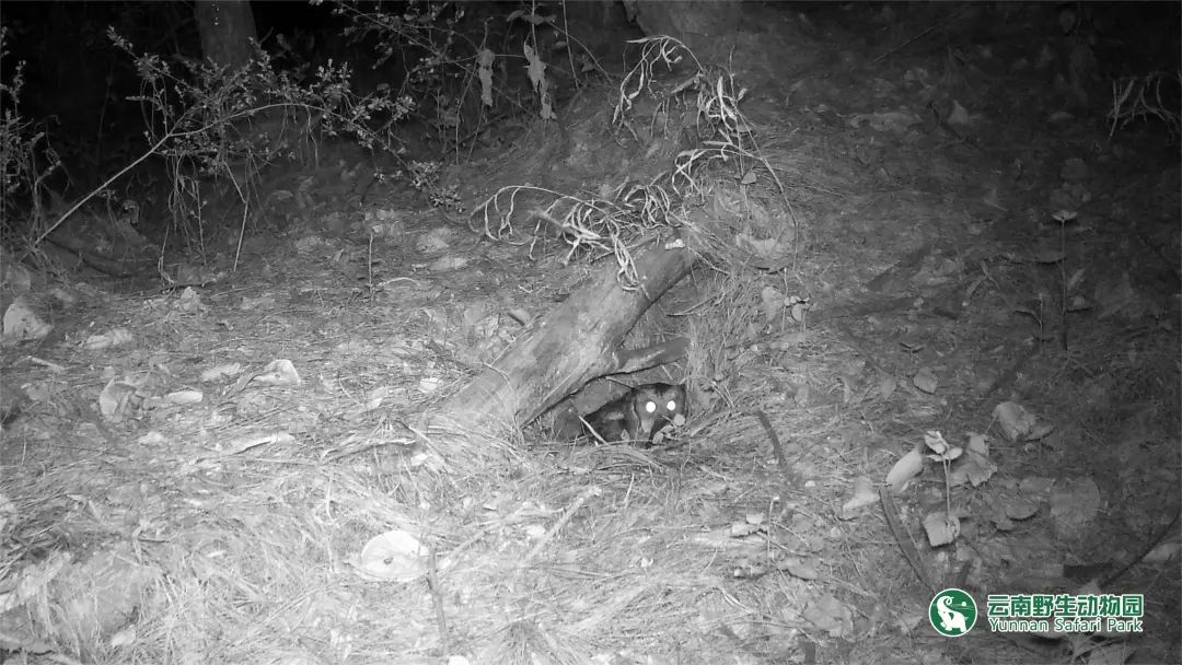 云南野生动物园