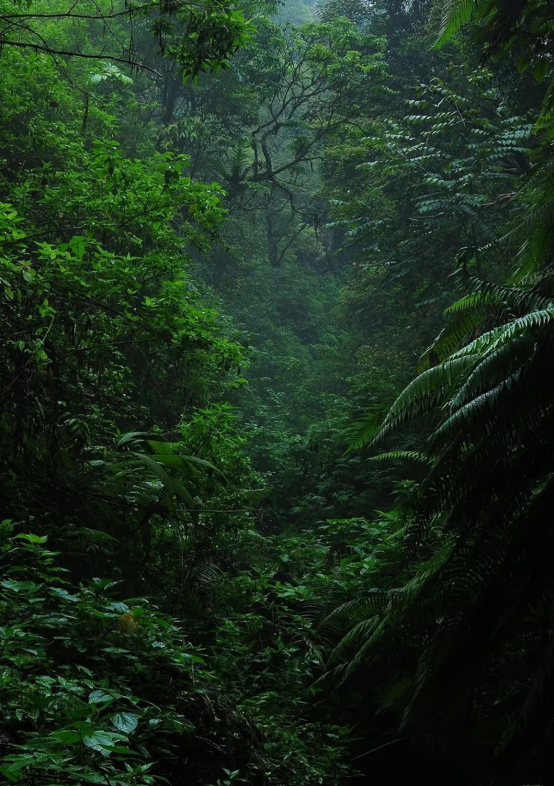 西双版纳望天树景区