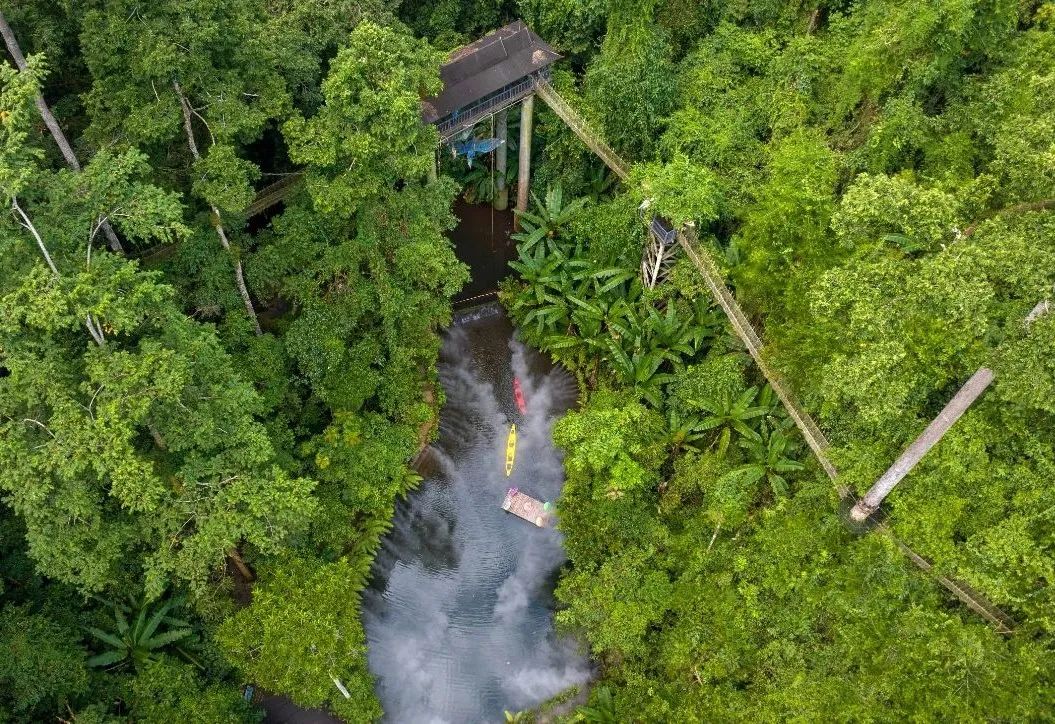 西双版纳望天树景区