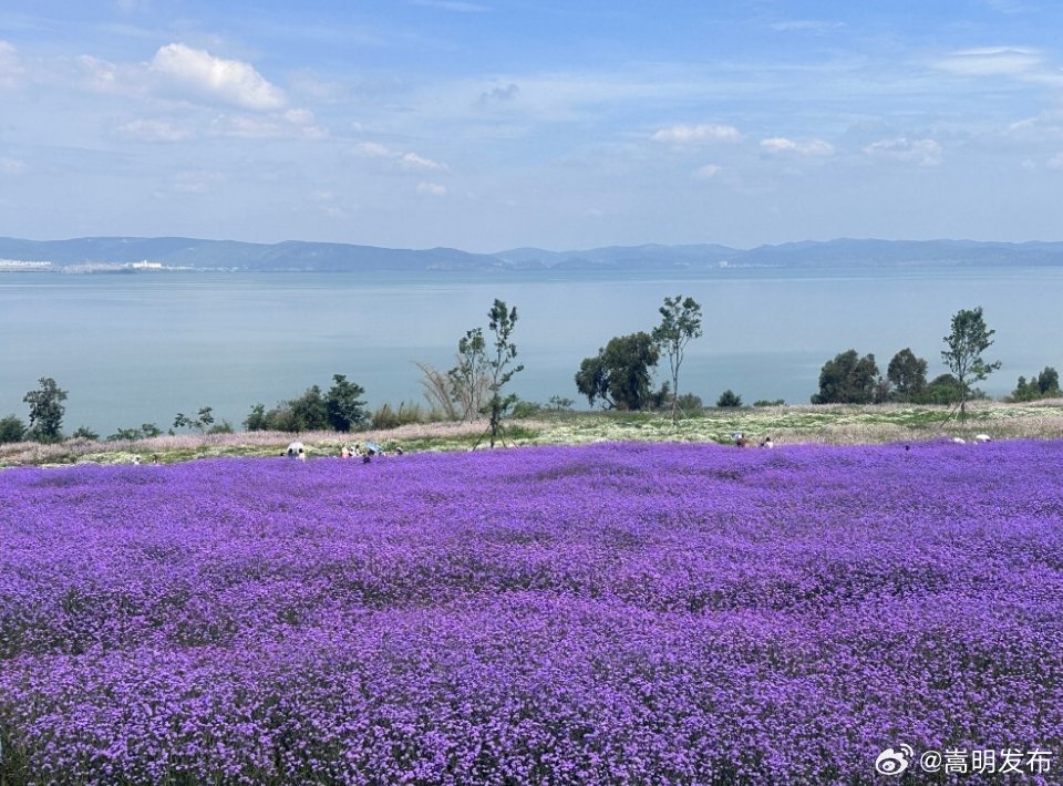 互联中国公益行动 | 互联网赋能滇池畔古渔村浪漫新生