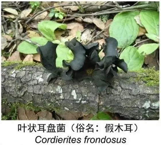 云南广播电视台