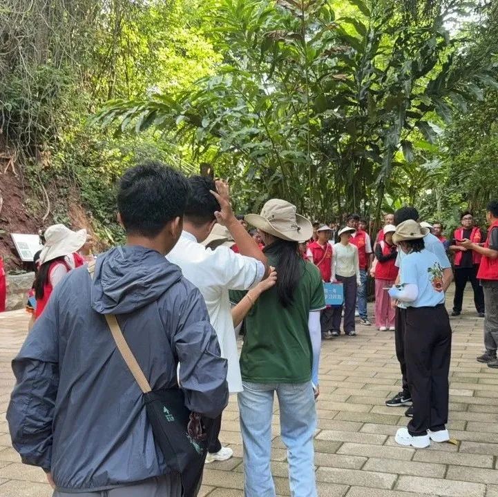 西双版纳望天树景区