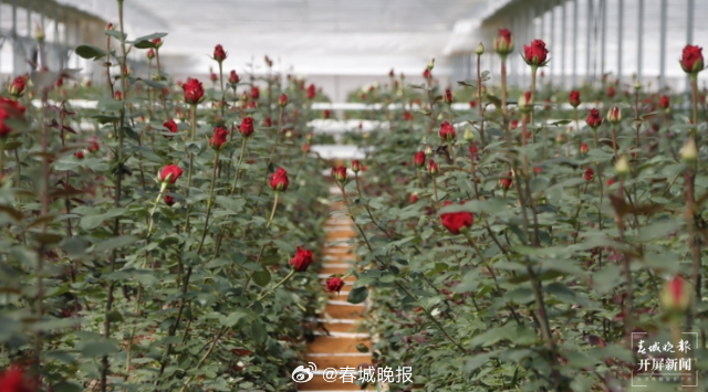 聚焦大理高原特色现代农业产业｜智能温室+高原气候，鹤庆把玫瑰花卖出了新高度
