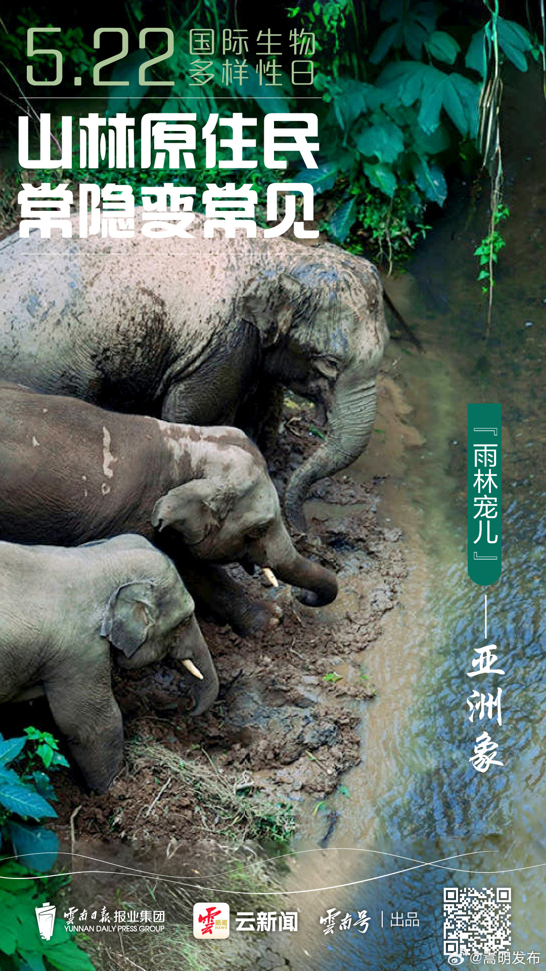 国际生物多样性日丨山林“原住民”🐘🦚🐒常隐变常见