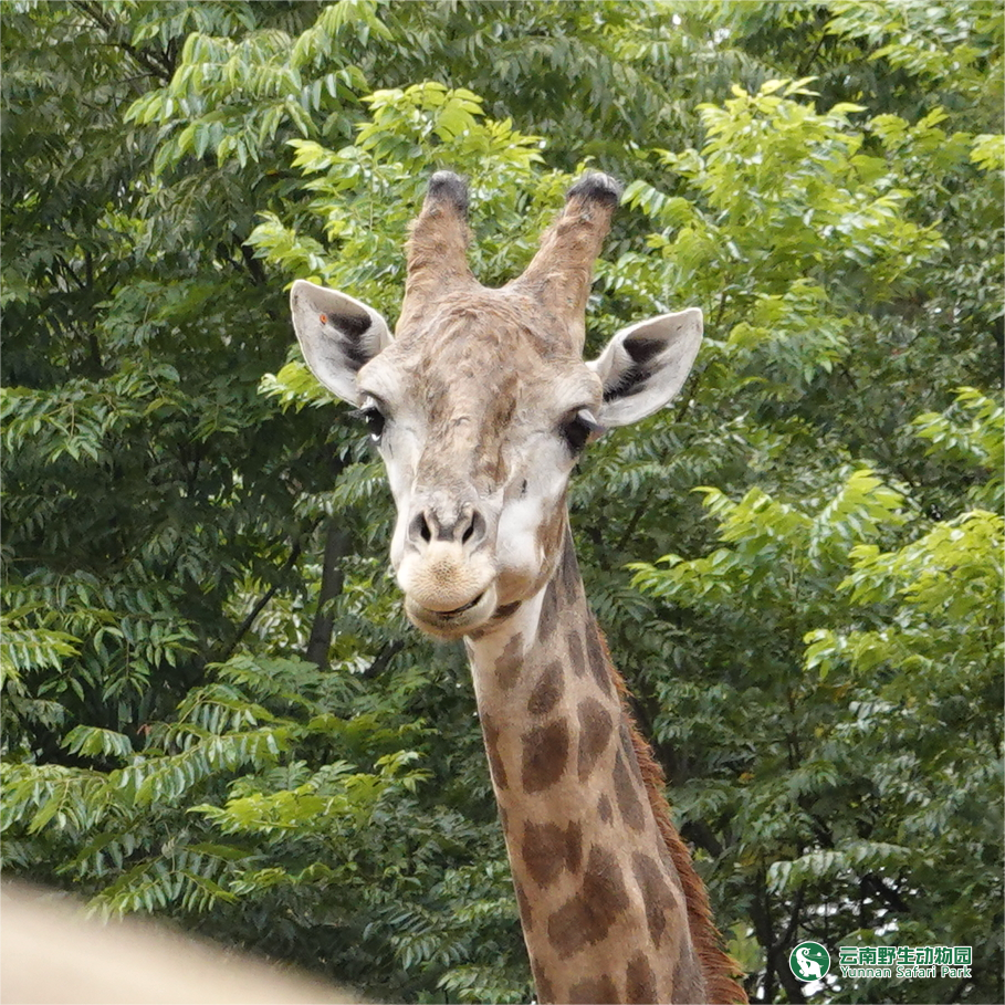 云南野生动物园
