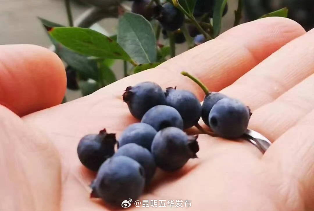 昆明五华发布