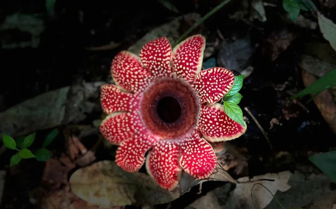 西双版纳望天树景区