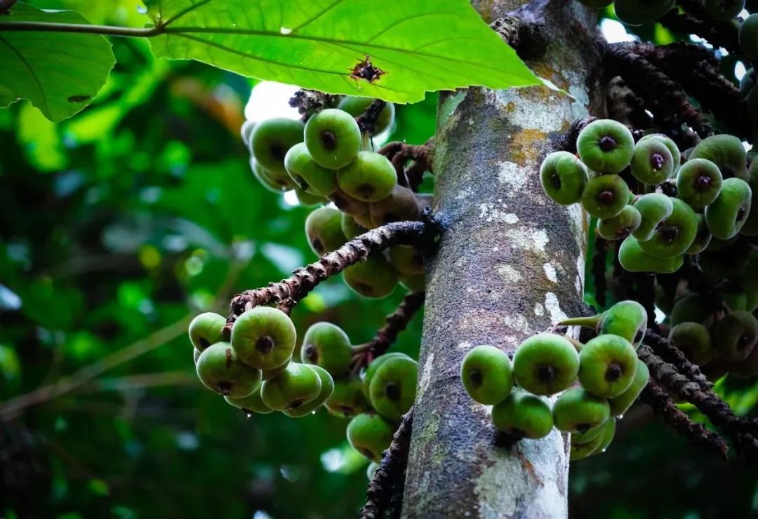 西双版纳望天树景区
