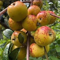 昆明市中医医院