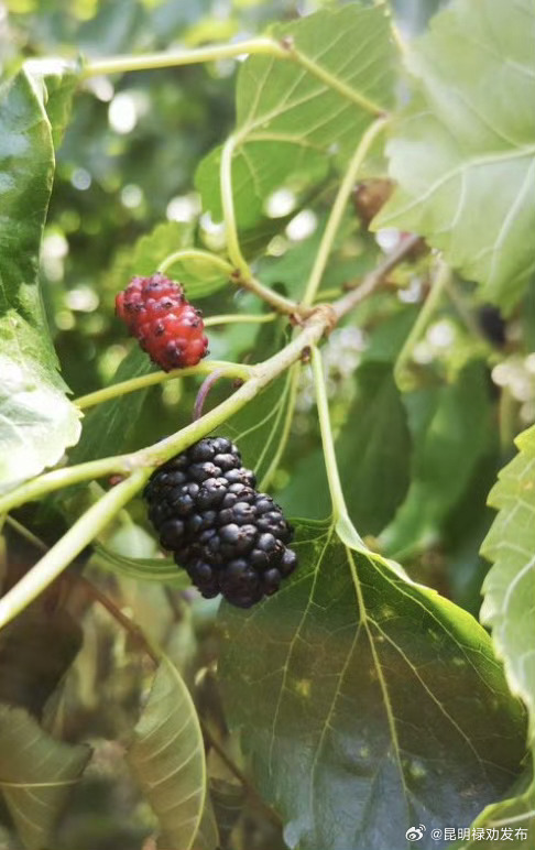 吃桑葚能补血防脱发