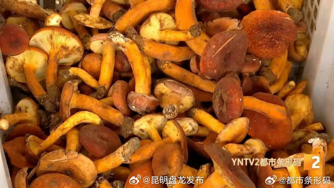 昆明盘龙发布