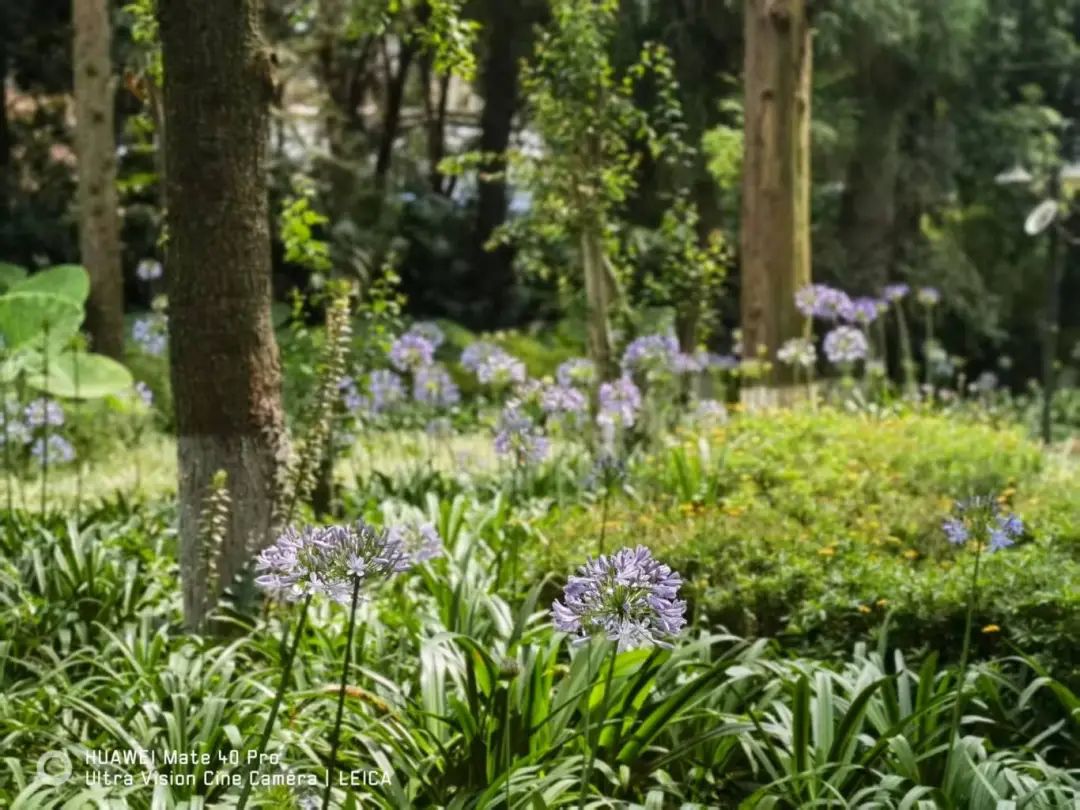 昆明市昙华寺公园