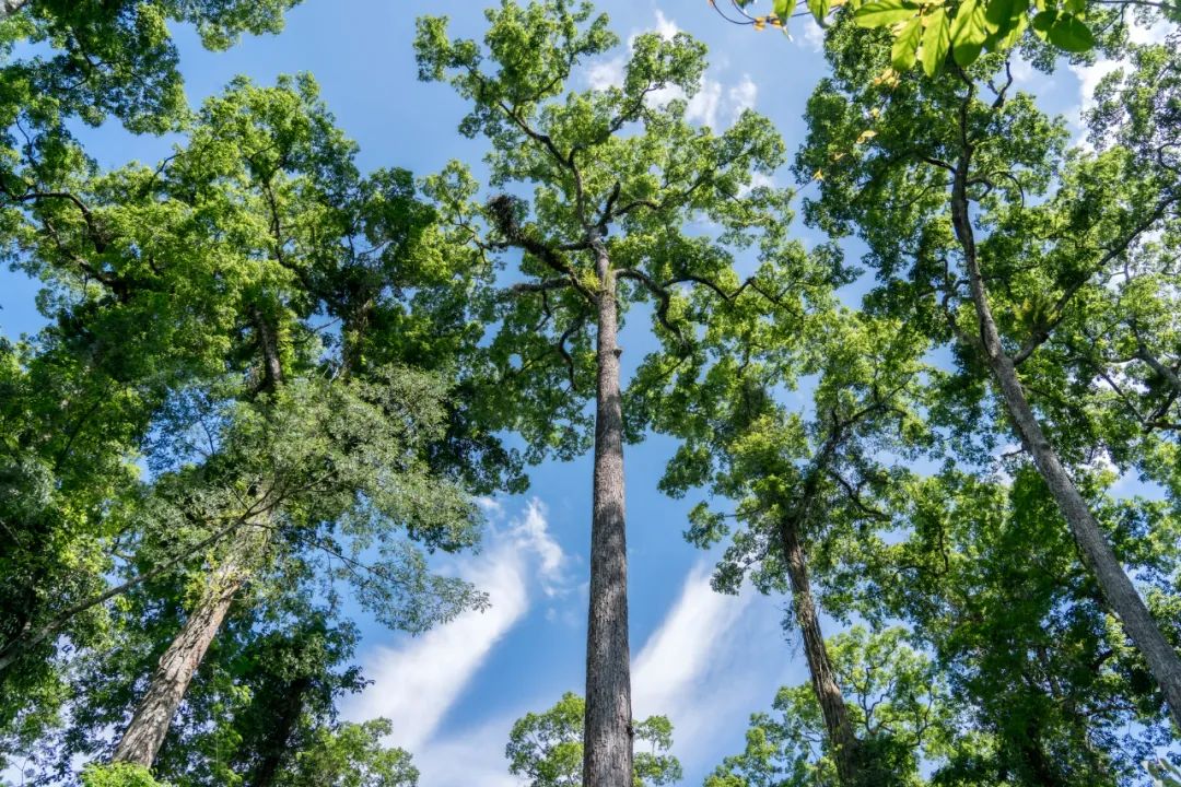 西双版纳望天树景区
