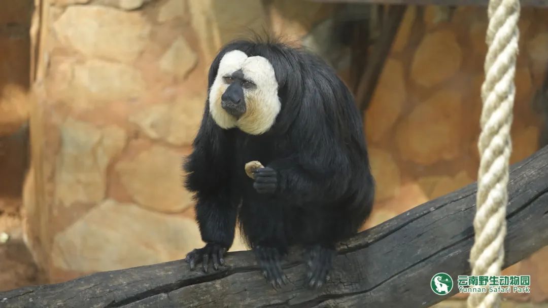 云南野生动物园