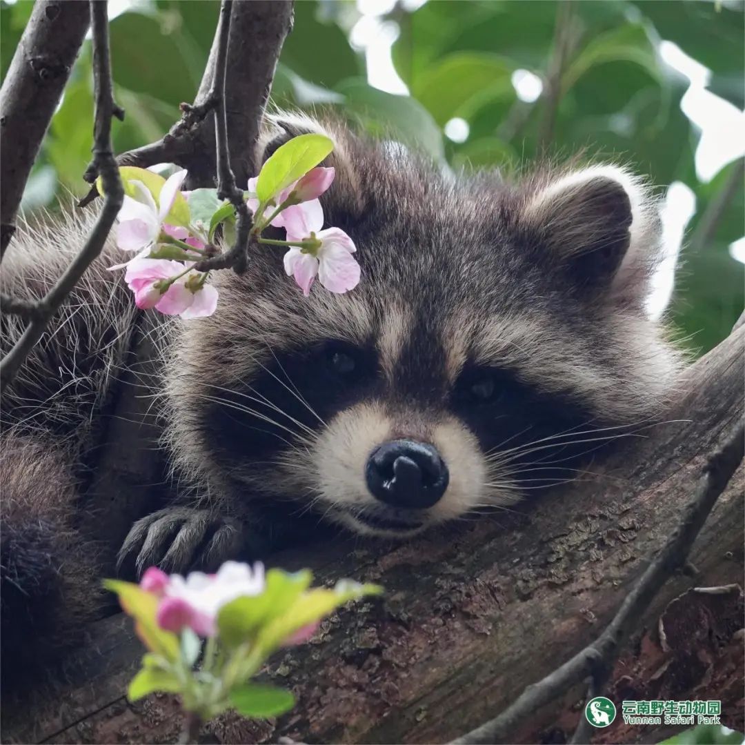 云南野生动物园