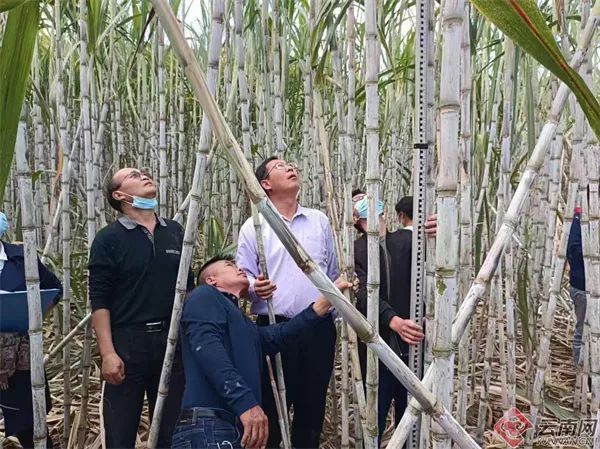 美丽云南微科普