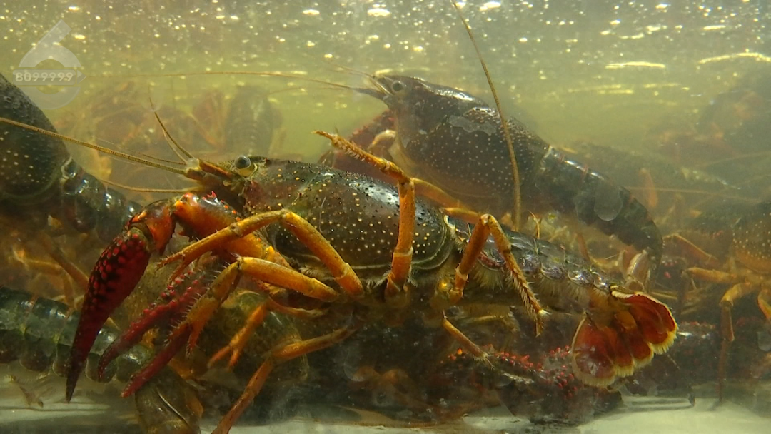 8099999街头巷尾微信