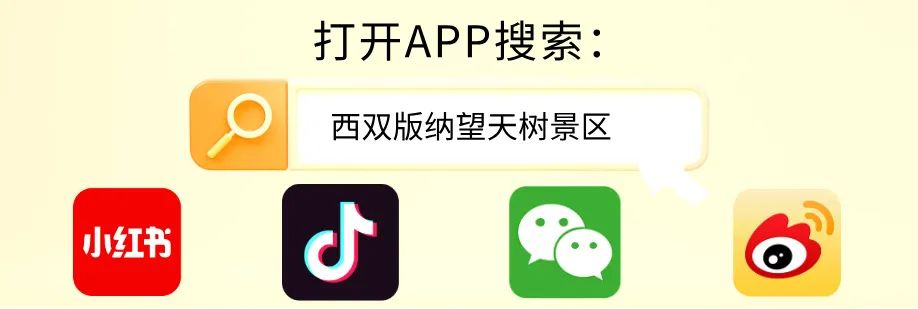 西双版纳望天树景区