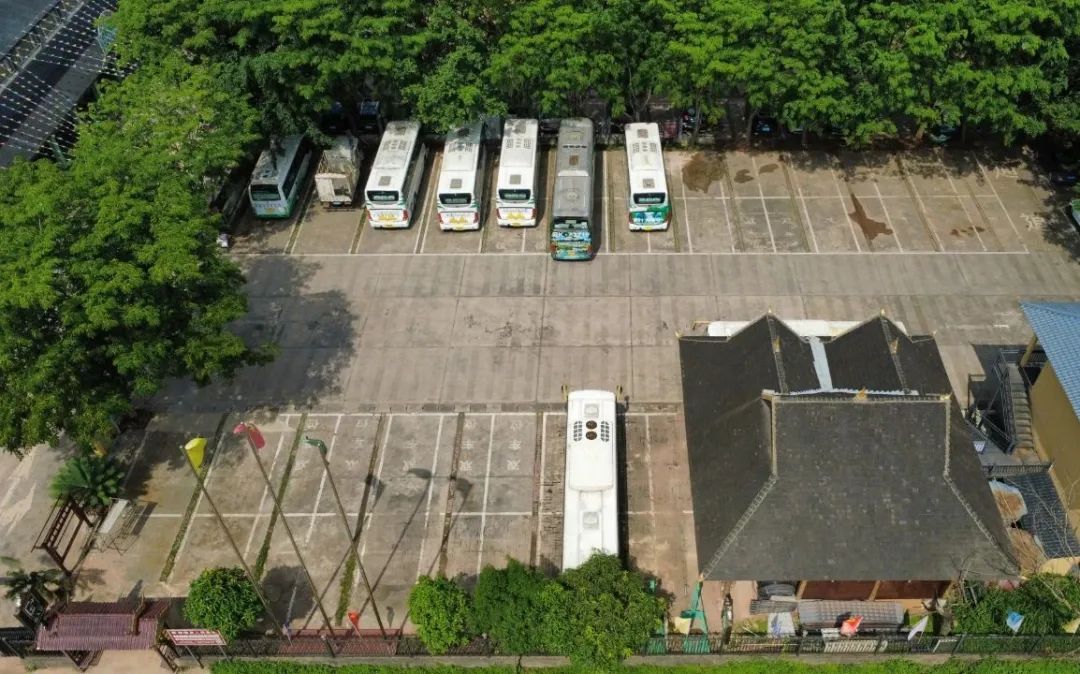 西双版纳望天树景区