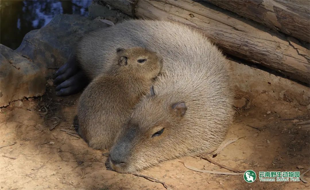 云南野生动物园