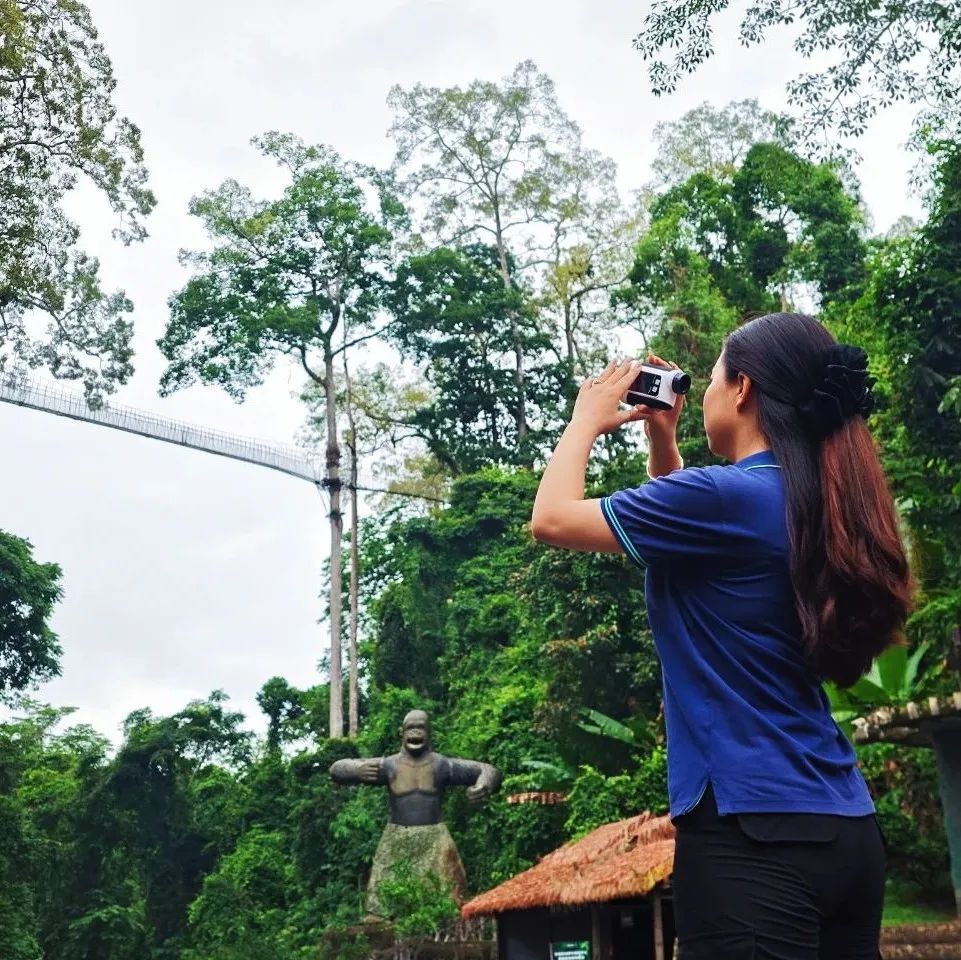 西双版纳望天树景区