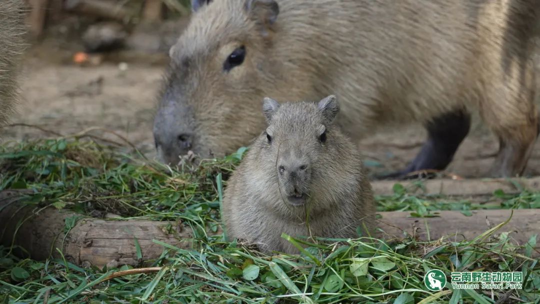 云南野生动物园