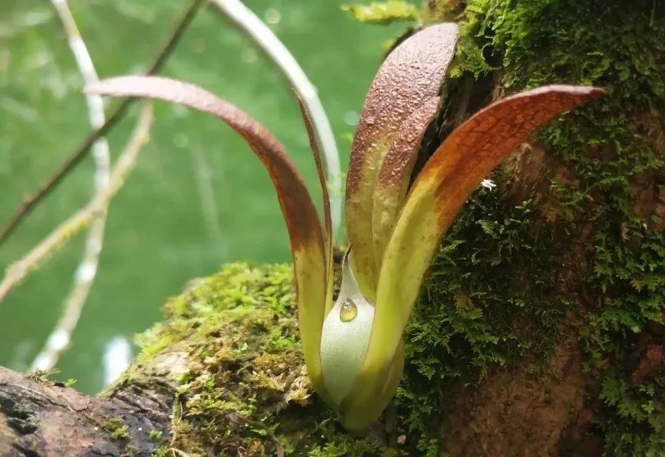 西双版纳望天树景区