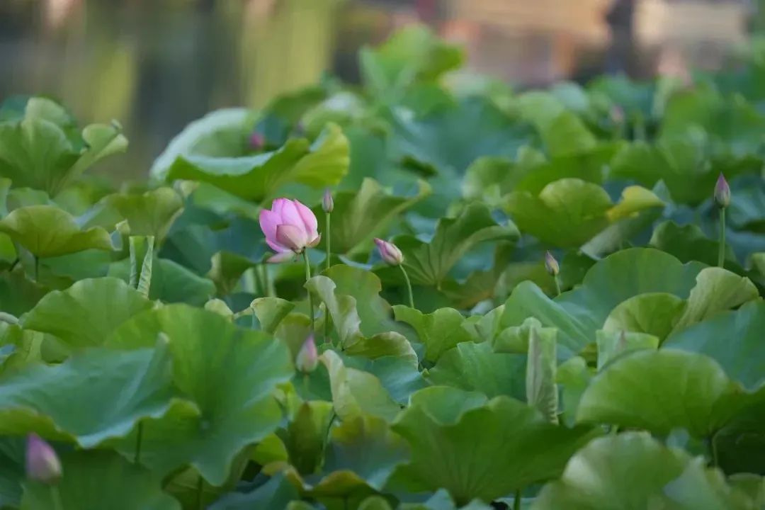 大观楼