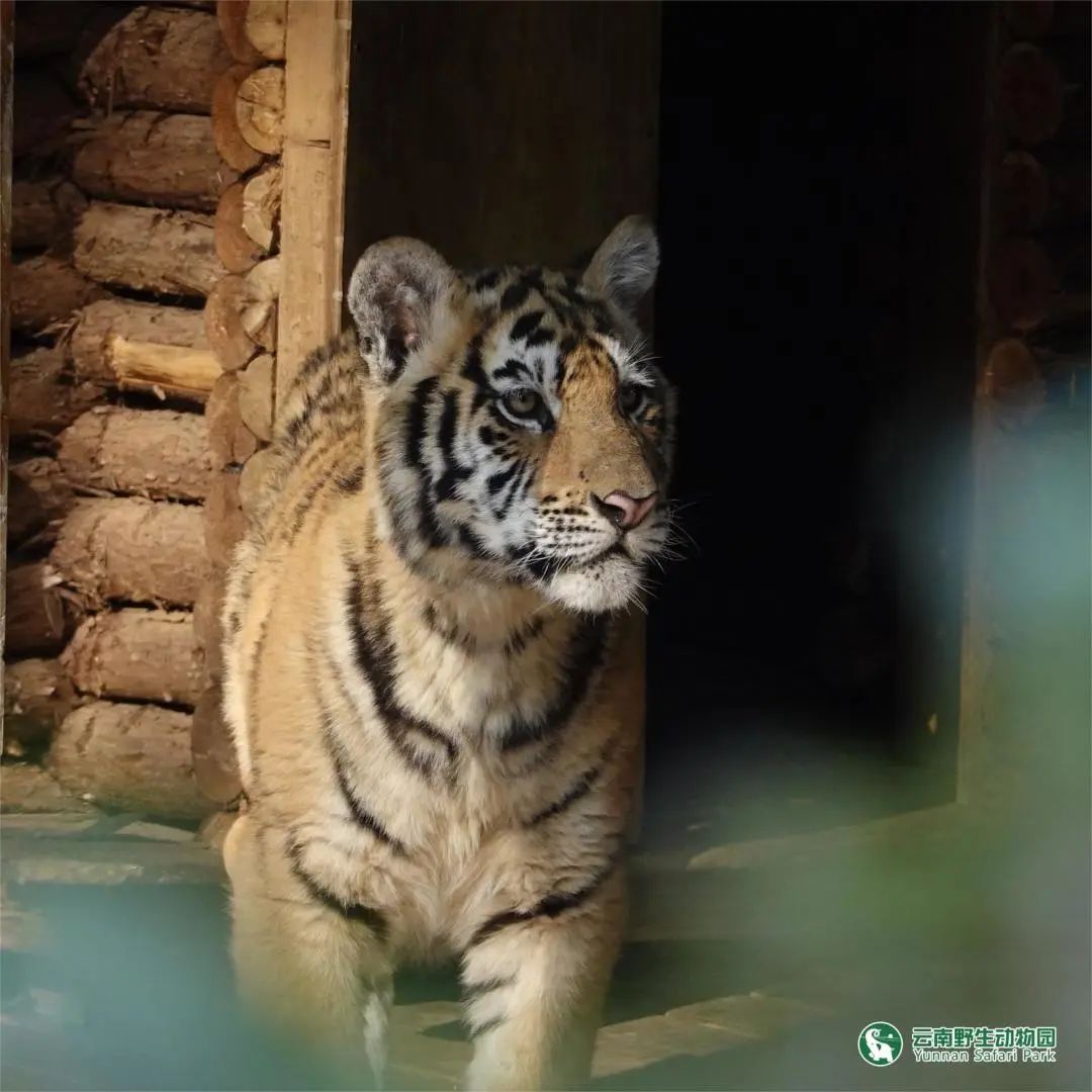 云南野生动物园