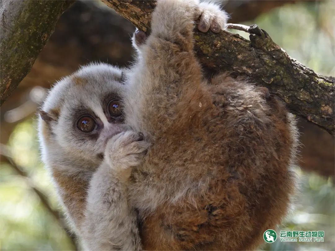 云南野生动物园