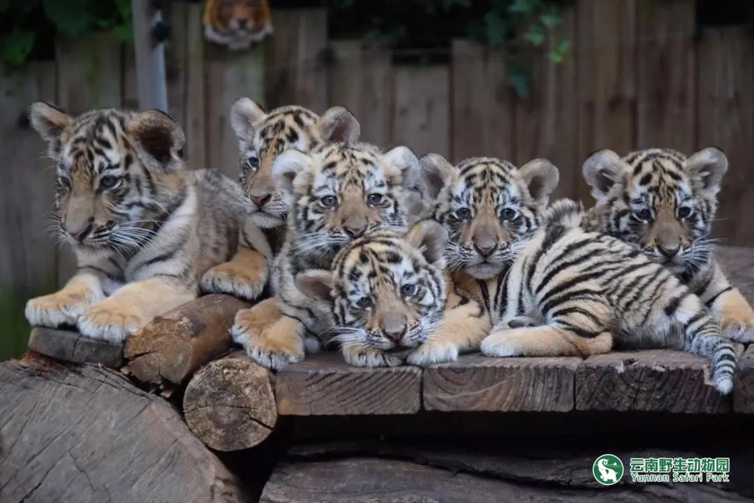 云南野生动物园