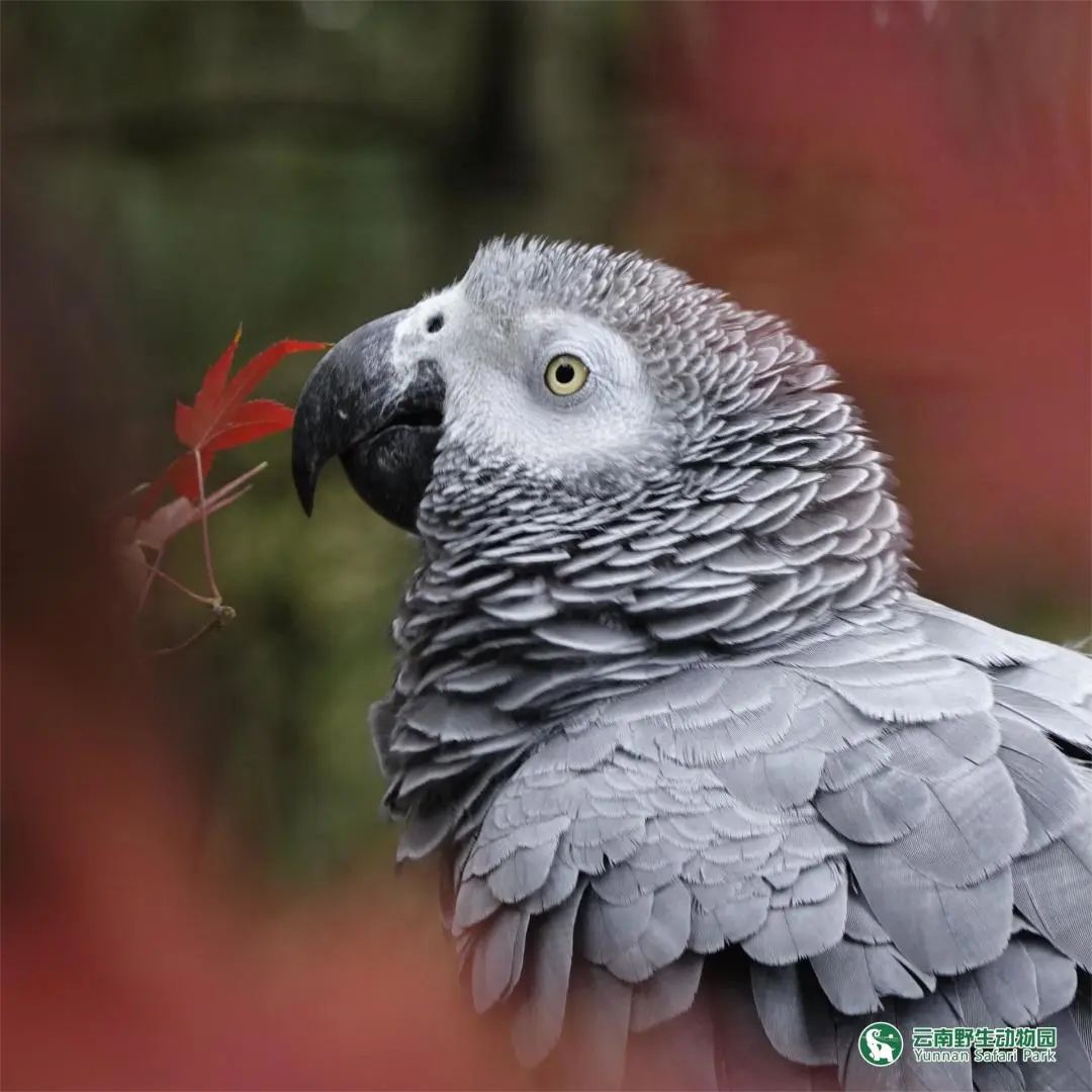 云南野生动物园