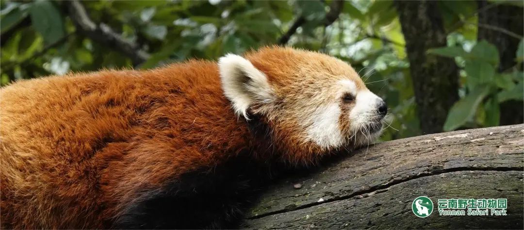 云南野生动物园