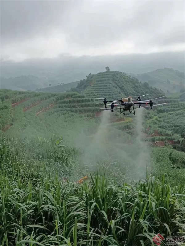 美丽云南微科普