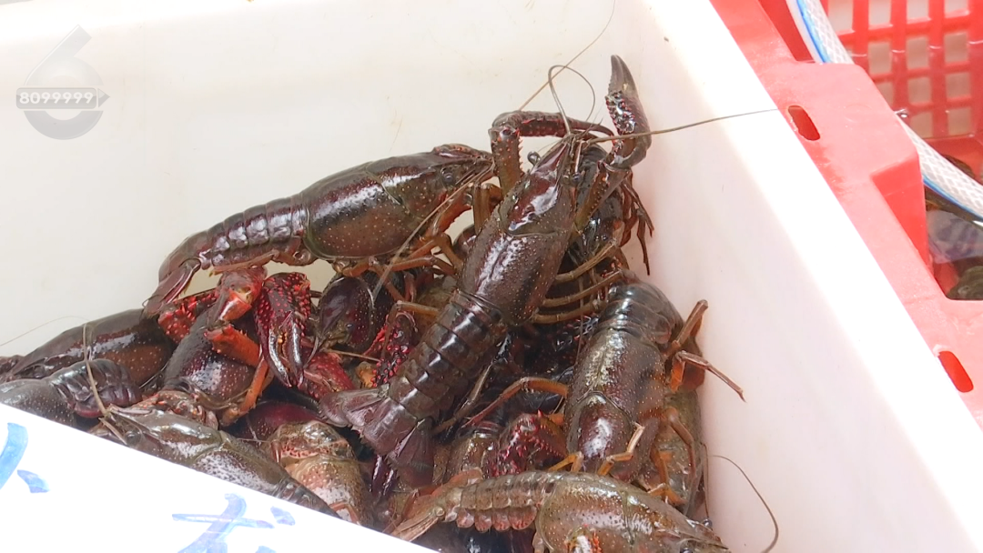 8099999街头巷尾微信