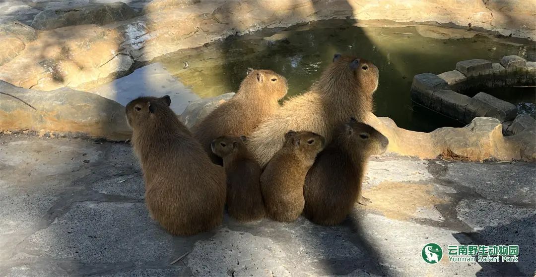 云南野生动物园