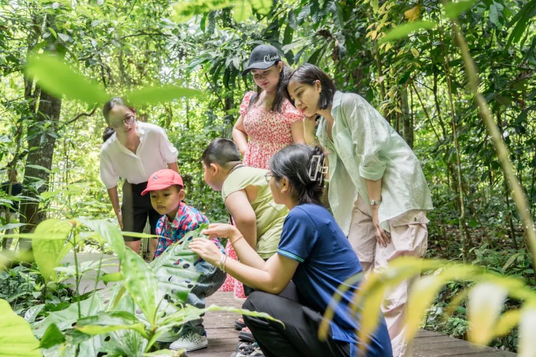 西双版纳望天树景区