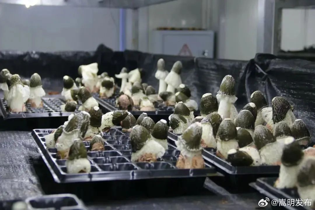 杨林镇：探寻村级集体经济销售收入实现“零”的突破