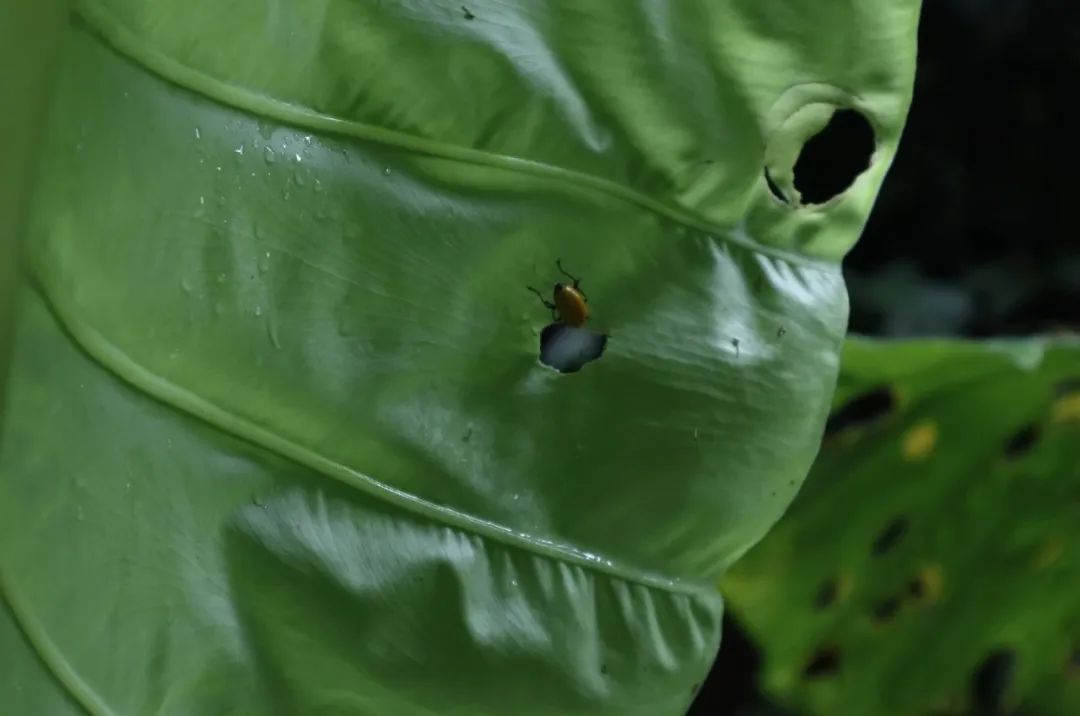 西双版纳望天树景区