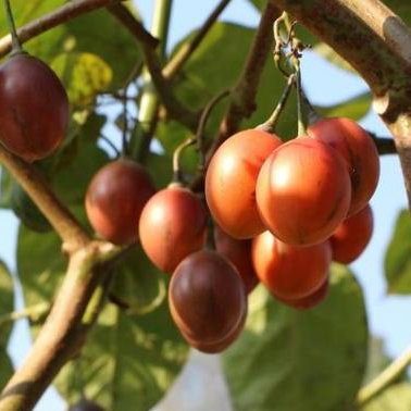昆明市中医医院