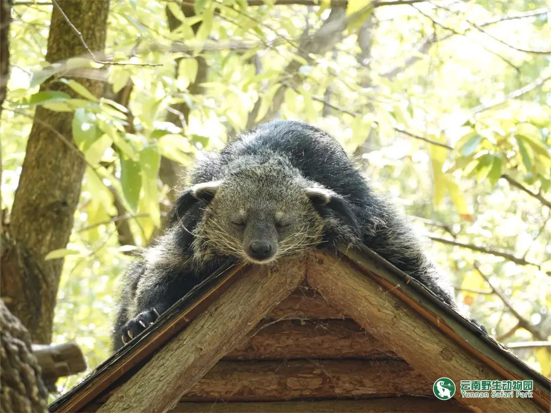 云南野生动物园