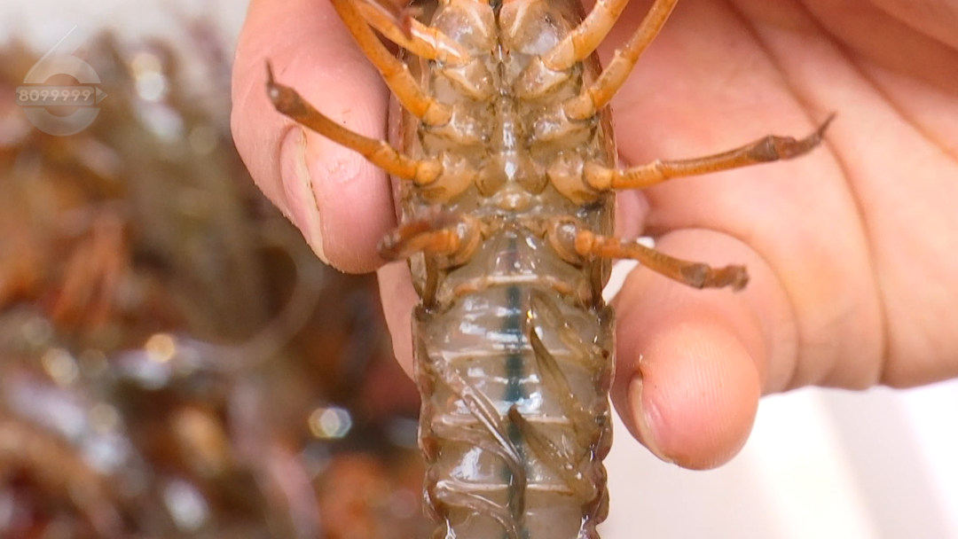 8099999街头巷尾微信