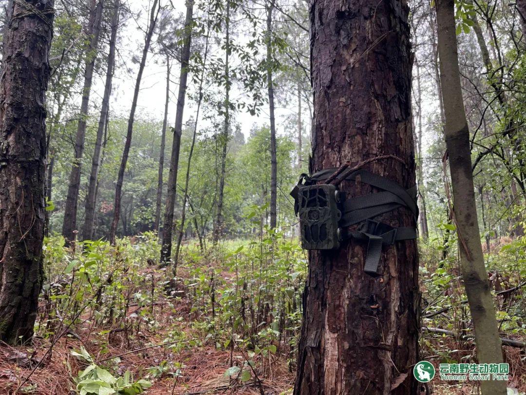 云南野生动物园