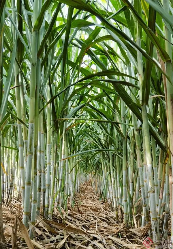 美丽云南微科普