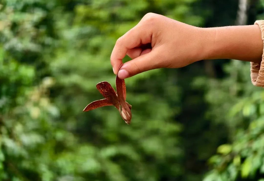 西双版纳望天树景区