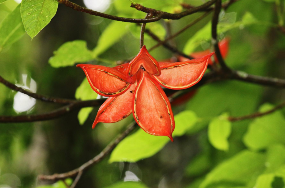 美丽云南微科普