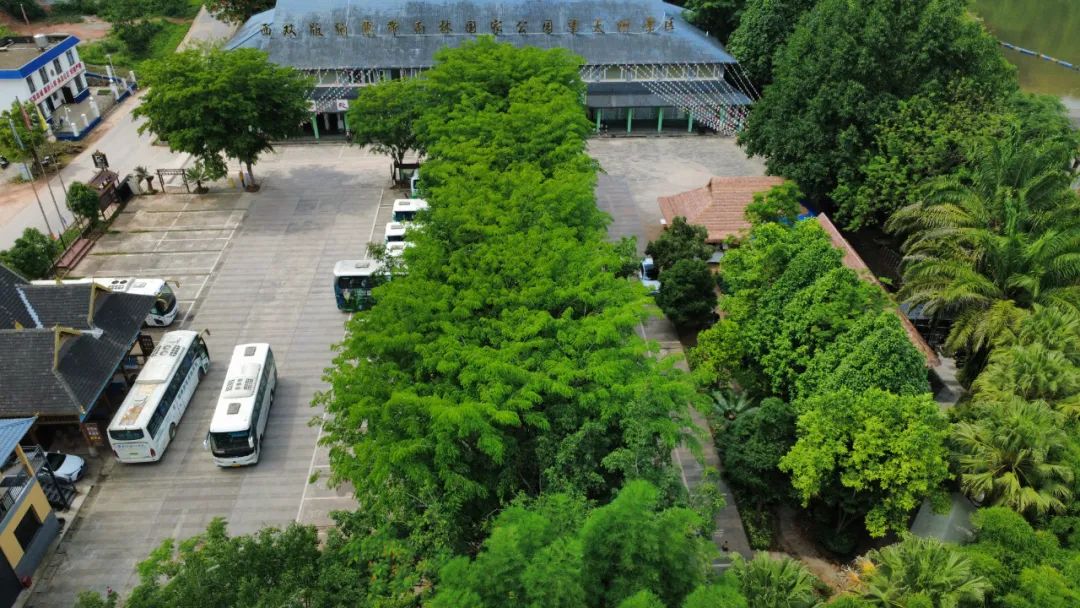 西双版纳望天树景区