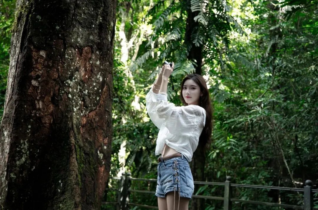 西双版纳望天树景区